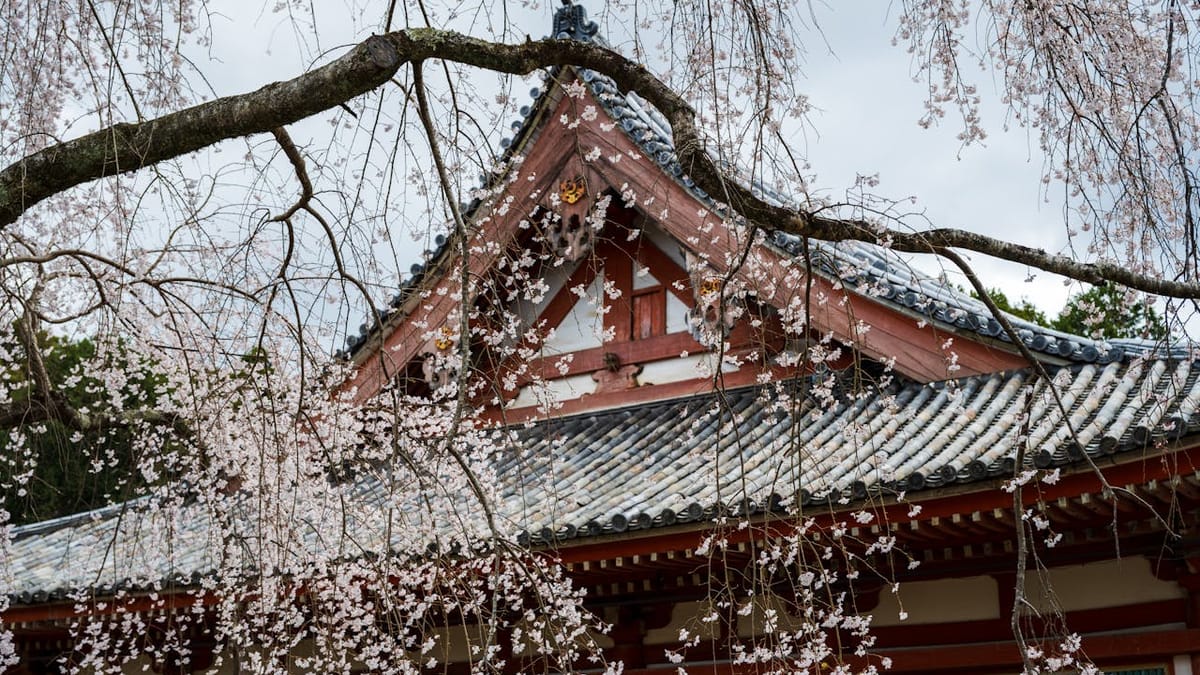Hanami em Osaka e Kyoto: onde ver as sakura