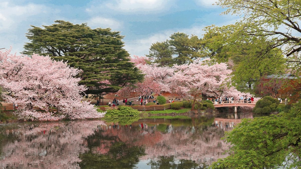 Hanami: história, simbolismos e a arte de contemplar o instante
