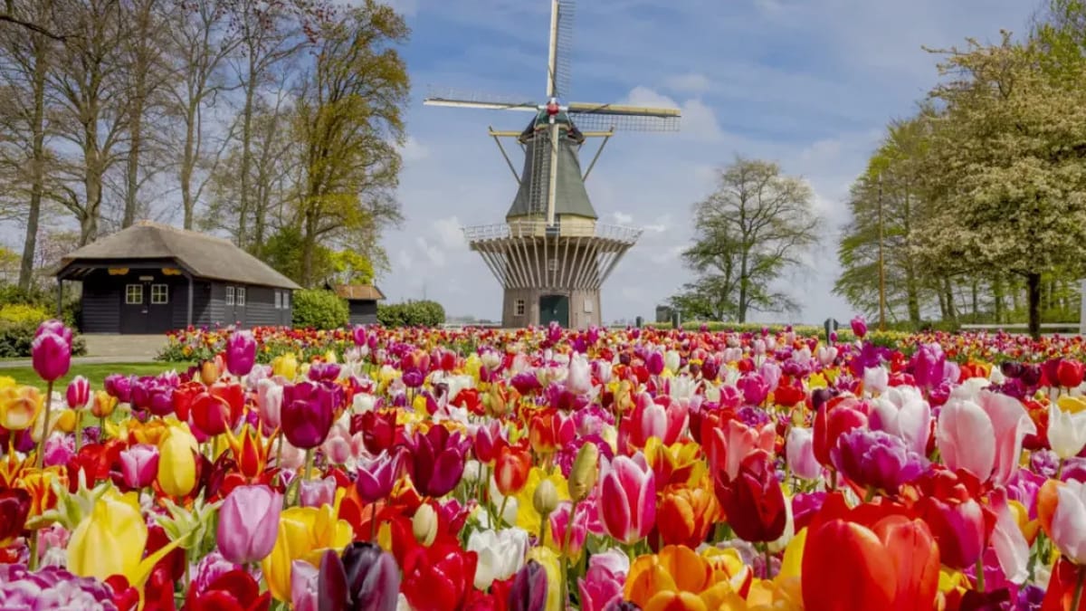 Keukenhof: a experiência da floração das tulipas