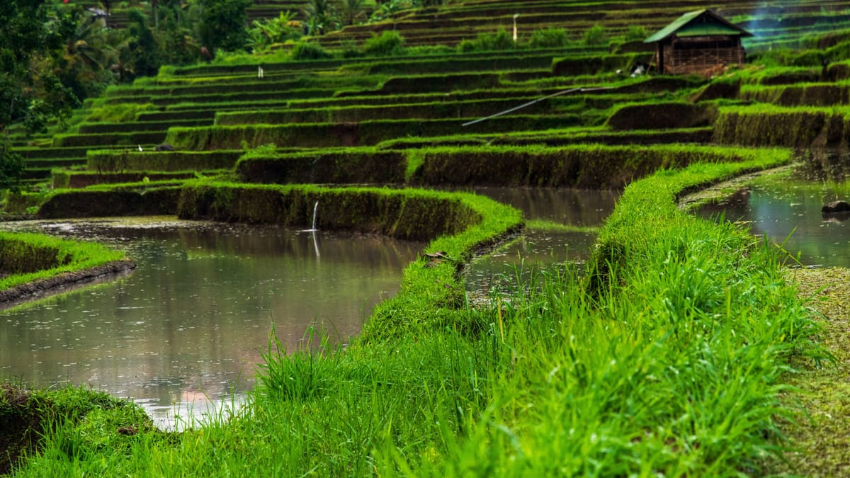 Ubud, em Bali, revela o centro cultural e espiritual da ilha