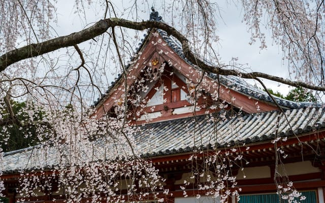 Hanami em Osaka e Kyoto: onde ver as sakura