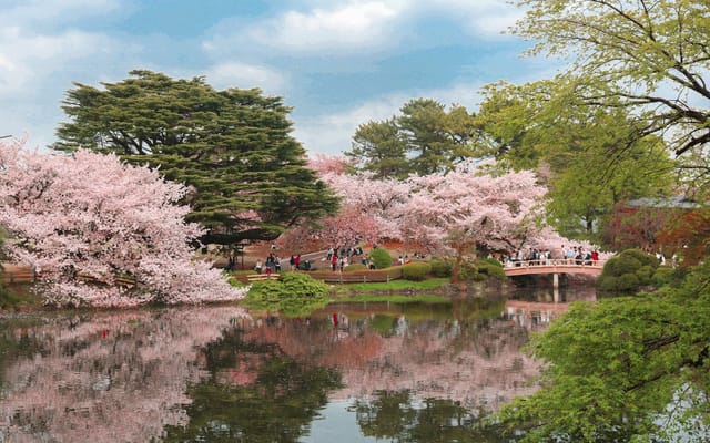 Hanami: história, simbolismos e a arte de contemplar o instante