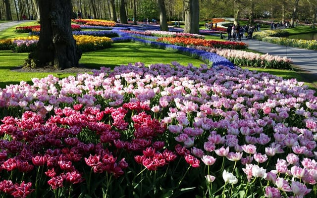 Keukenhof e as tulipas: primavera transforma a Holanda
