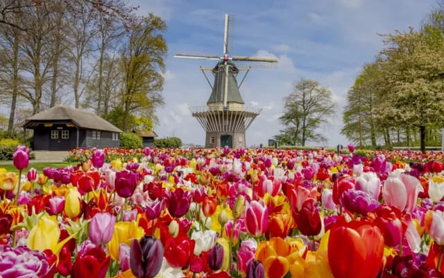Keukenhof: a experiência da floração das tulipas