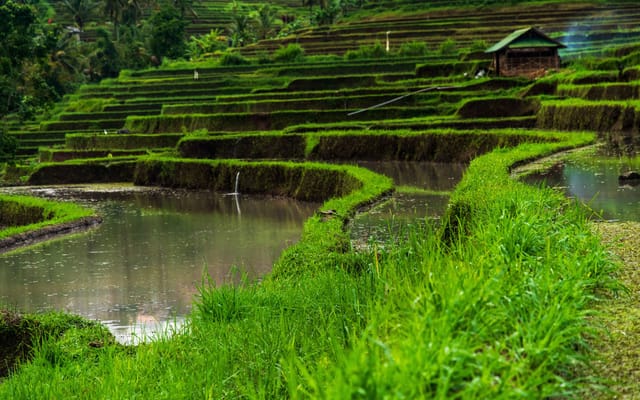 Ubud, em Bali, revela o centro cultural e espiritual da ilha